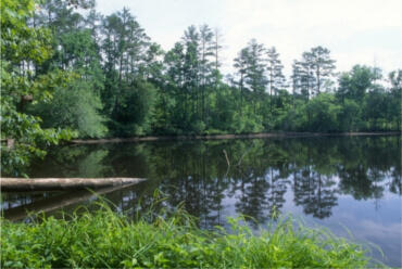 Uwharrie National Forest